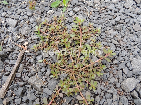 purslane, common